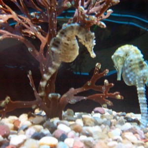 Potbelly Seahorse