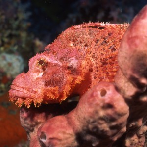 Pink Scorpion Fish