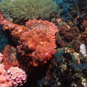 Pink Scorpion Fish