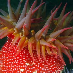 Red-Anemone-2