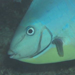 Surgeonfish Close-up