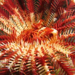 Red Feather Star