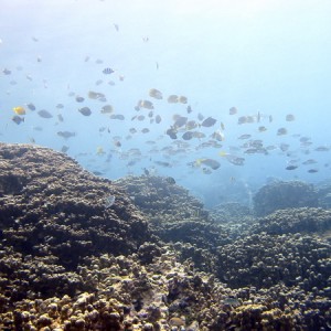 Fish on the reef