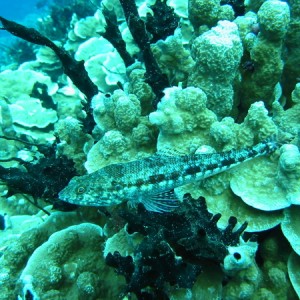 Reef_Lizardfish