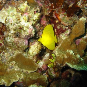 Yellow_Tang