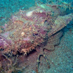 Stonefish in the open