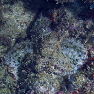 Scorpionfish Camo