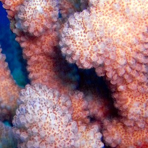 Antler Coral - Molokini