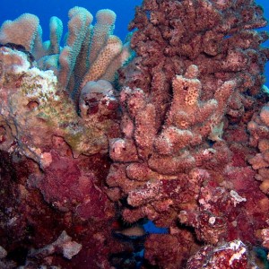 Coral_Reef_PB030015