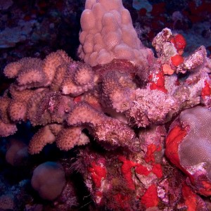 Coral_colonies_PB020013