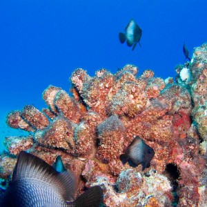 Coral_Reef_with_Whitespot_Damselfish_PB030033