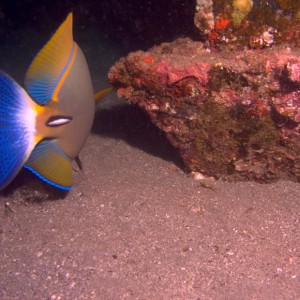 Eye-Striped_Surgeonfish_Away_-_Palani_PB040179