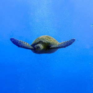 Sea_Turtle_swimming_down_to_wreck_PB020002a