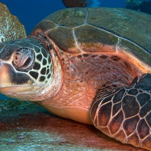 Sea_Turtle_resting_PB020009