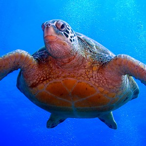 Sea_Turtle_swimming_down_to_wreck_PB020003