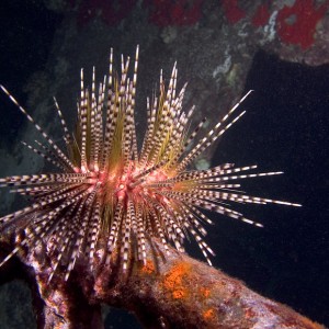 Spiny_Urchin_on_railing_of_wreck_PB040155