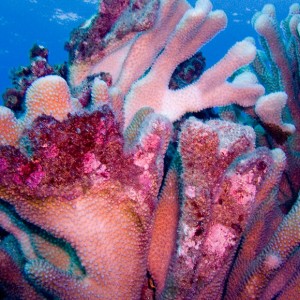 Staghorn_Coral_PB030011