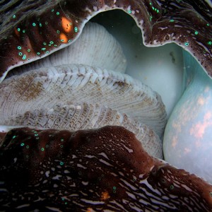 Very Large Giant Clam Vent
