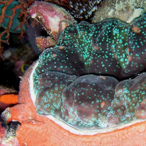 Giant Clam Mantle