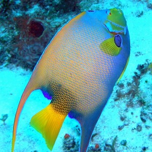 cozumel - queen angelfish