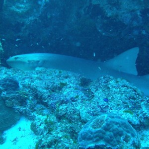 Nurse Shark