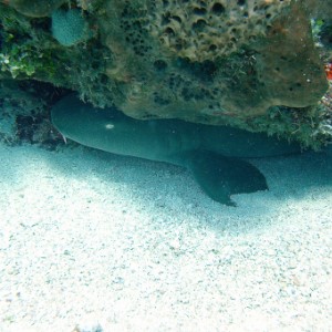 Nurse Shark