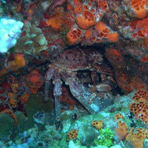 Queen Crab