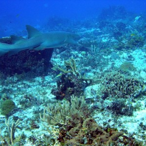 Nurse Shark