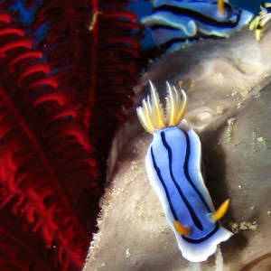 Nudibranch