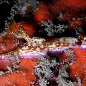 Hypselodoris