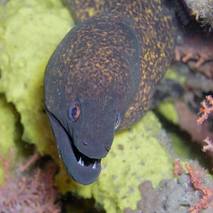 Dapper Moray