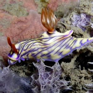 Hypselodoris nigrostriata