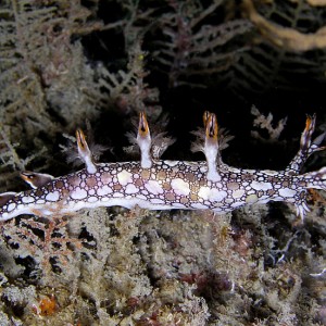 Bornella anguilla