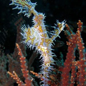 Harlequin Ghost Pipefish