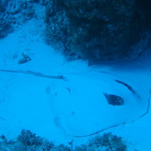 Ray in the sand