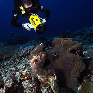 Giant Clam Palau