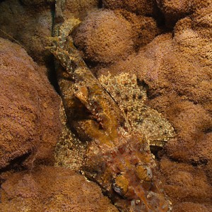 Crocodilefish Palau