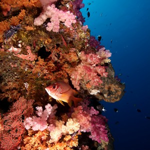 Soft Corals Palau