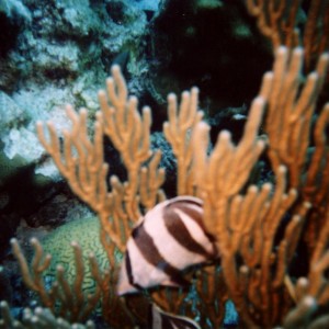 Banded_Butterflyfish_Bonaire_2004