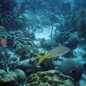 Yellowtail_Snapper_Bonaire_2004