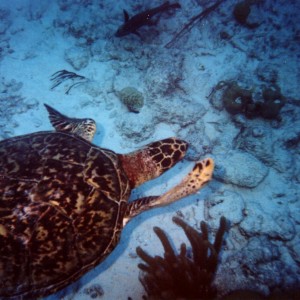 Turtle_4_Bonaire_2004