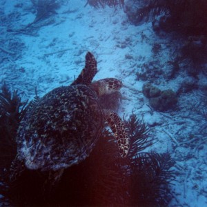 Turtle_3_Bonaire_2004