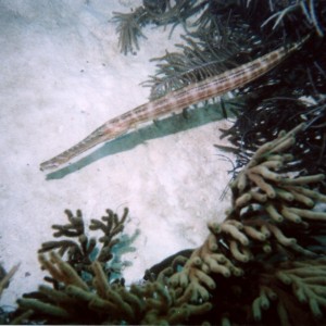 Trumpetfish_Bonaire_2004