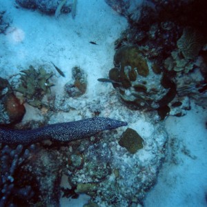 Spotted_Eel_Bonaire_2004