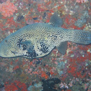 Puffer Fih, Maldives