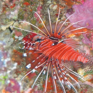 Lionfish, Maldives 2