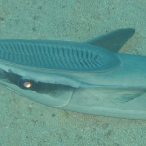 mature sharksucker on bottom