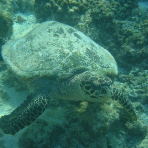 turtle1804