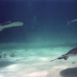 Stingray City - 3 stingrays