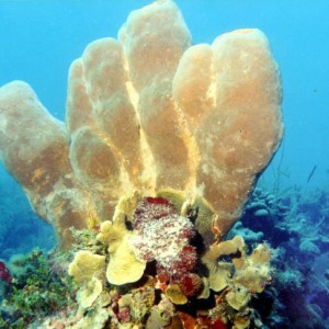 Golden sponges